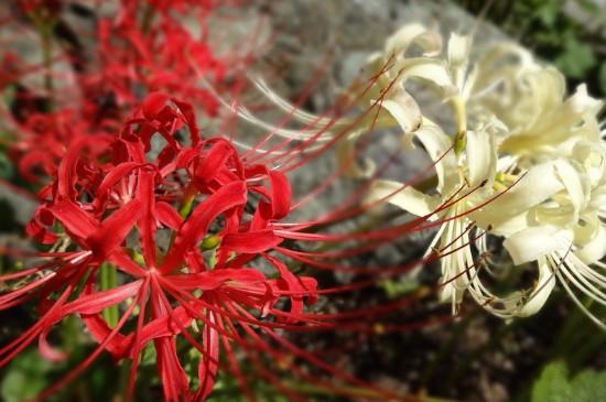 彼岸花的寓意 彼岸花的寓意「彼岸花的寓意和象征」 生活