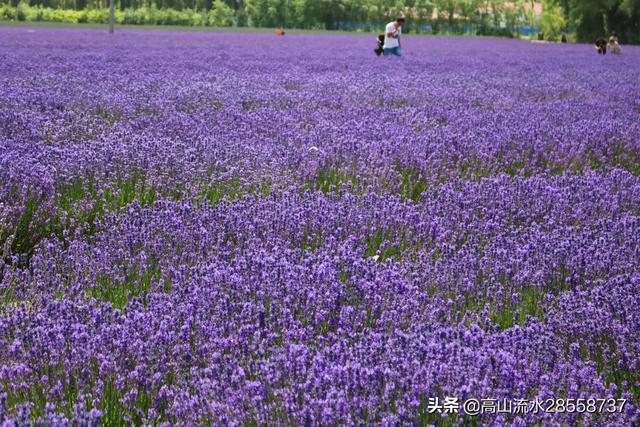 中国最大的薰衣草种植基地