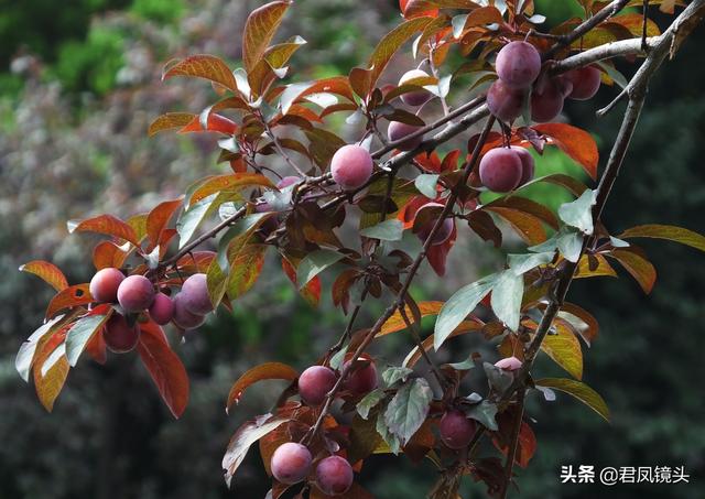 观赏性的樱花树长出的果实，文山城河边的樱花树结果了（观赏性的樱花树长出的果实能吃吗）