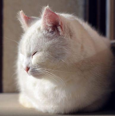 没尾巴的猫q