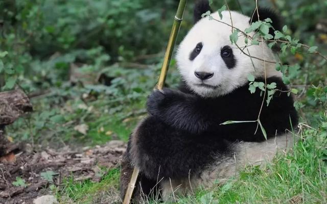 阿坝州球磨制砂机高清图