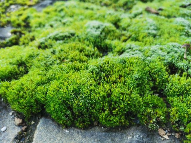 苔藓 苔藓（苔藓植物） 生活