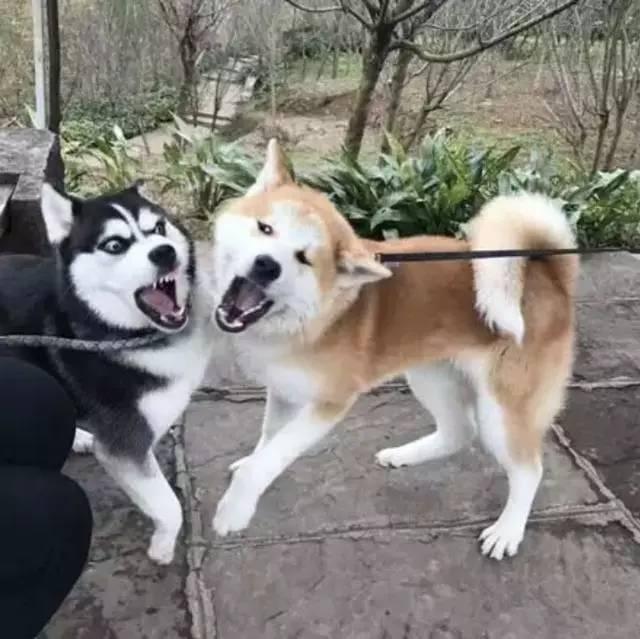 秋田犬图片 秋田犬图片（最漂亮日本秋田犬图片） 动物