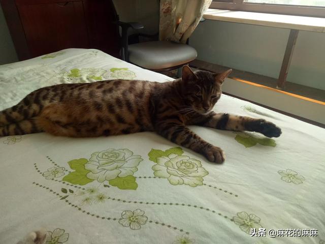 猫咪把主人赶走以后- 今日热点