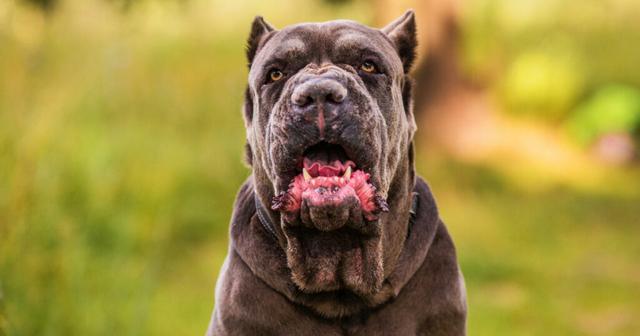 杜高犬咬死藏獒视频