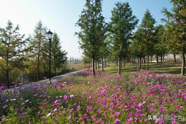 沌口三角湖公園太美啦！喊你來拍照，隨手一拍就是大片