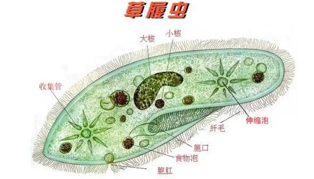 用了40多亿年，地球上的水变少了吗？科学家在一块石头上找到答案