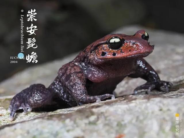 五指山破碎制砂机厂家