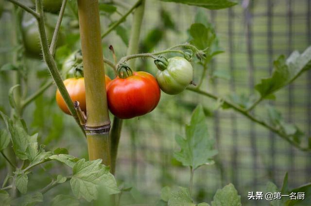 建议中老年人：春季要多吃6种“碱性蔬菜”，调节平衡，润燥去火