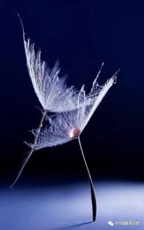 太美了！金奖摄影作品欣赏——