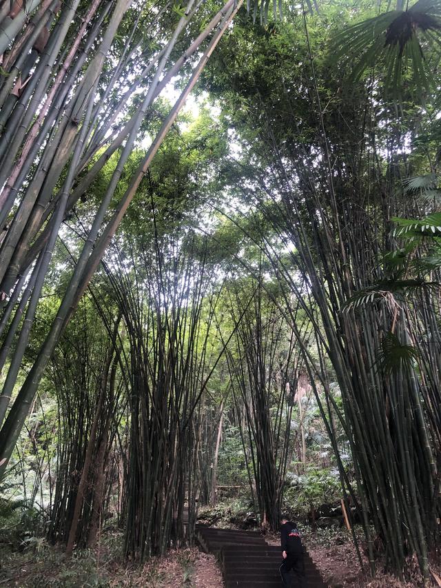 一不小心又成了夜遊~周末街子古鎮康道徒步到光嚴禅院~腳都走麻了