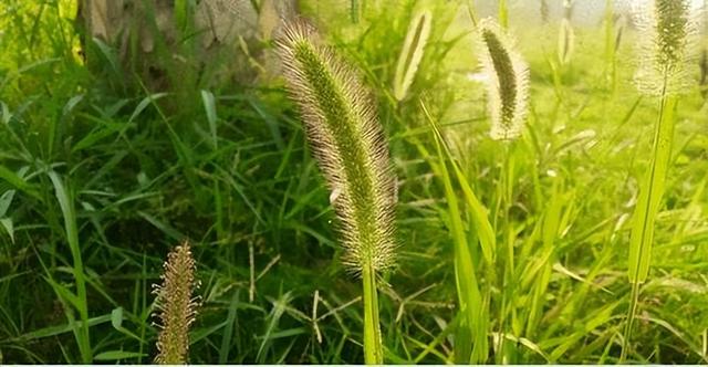 “狗尾巴草”其实是个宝，用它来煮水喝，或许能帮助改善4种问题