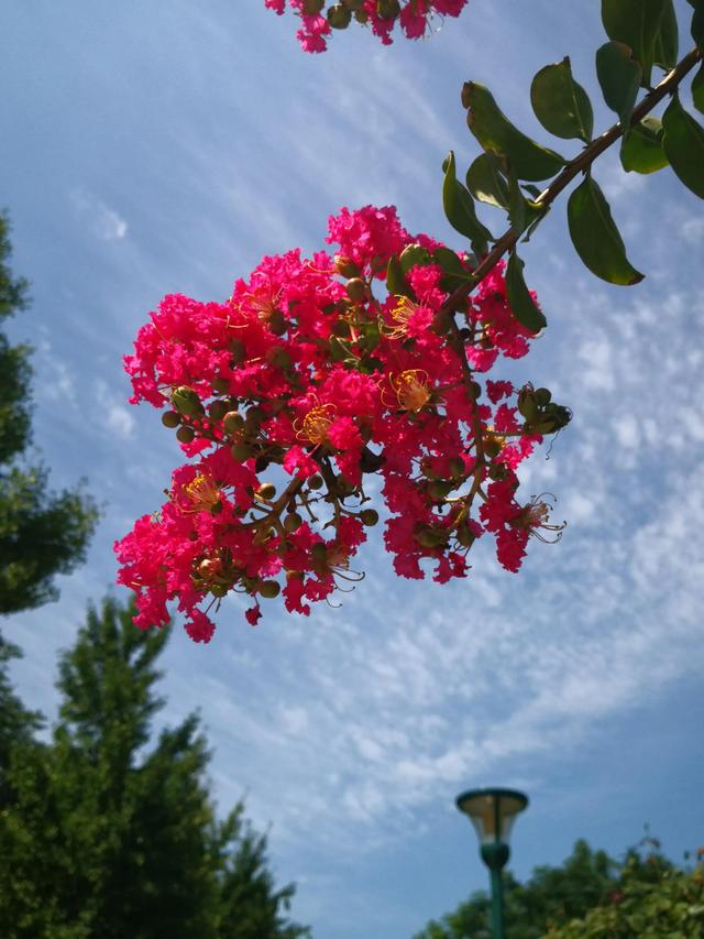 花有百日红