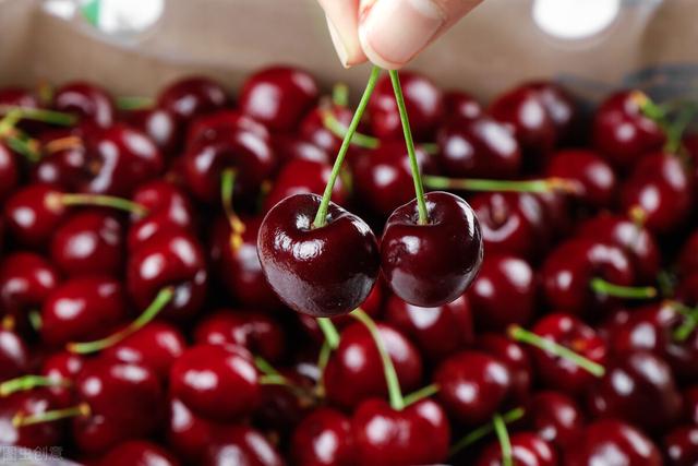 智利车厘子本季销售再遇难题，我国对“李属坏死环斑病毒”说不