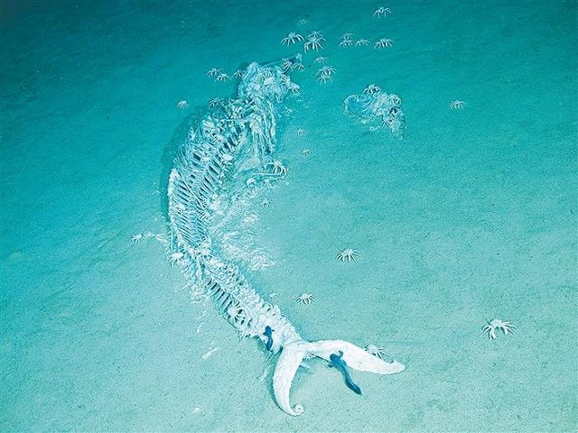 “鲸爆”有多可怕？死亡鲸鱼现身大连，鲸爆正在酝酿，没有龙涎香