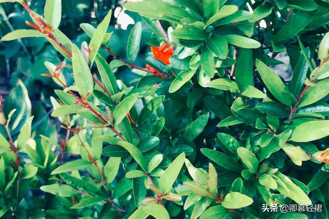 在江南的烟雨里，邂逅一路的夏花——繁华或落寞，皆是芬芳