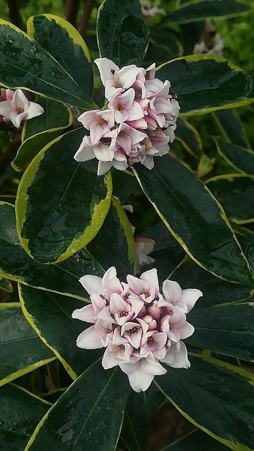 「最新爆料」花幽幽跳舞(花幽幽跳舞视频)