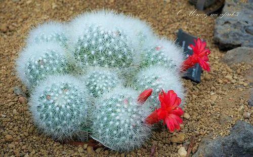 美花欣赏：仙人球开花，美不胜收