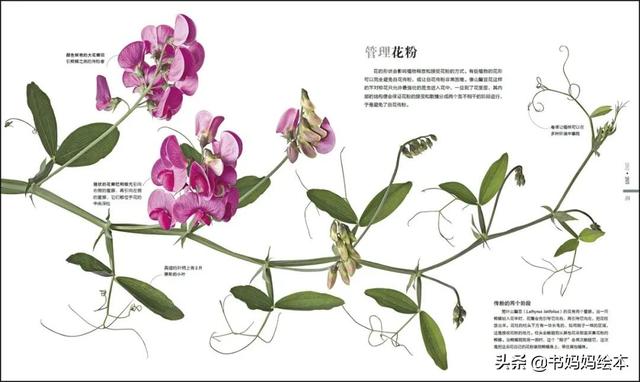 10本植物科普书籍推荐，让孩子在家也能探索大自然的奥秘