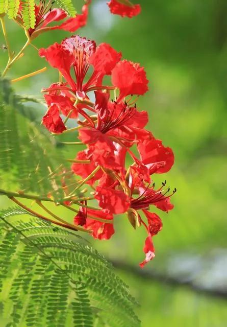 凤凰花花语 凤凰花花语（凤凰花花语与寓意） 生活