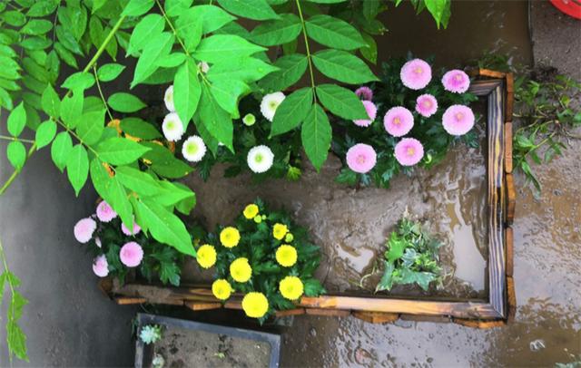 植物知识：菊花11月份可以连根移栽吗？掌握好4个注意事项，可以