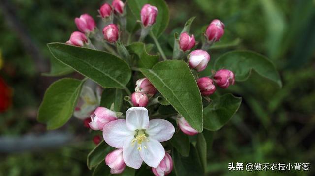 苹果花蕾露红一定要打药，如何选药、配药、打药保证安全和效果？11