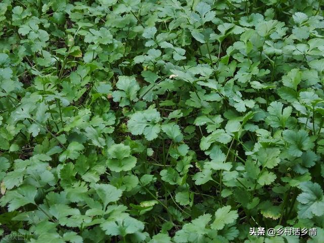 清明节快到了，这些瓜果蔬菜准备种植了，但要注意几点