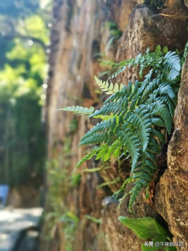 幽静小院，微雨一帘，淡茶半盏