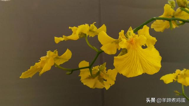 未等冬寒至 梅已報春香——北京中山公園臘梅提前綻放 盡顯芬芳