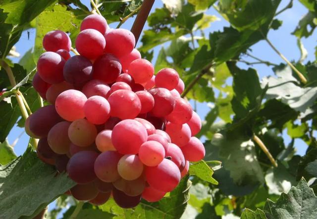 葡萄如何增产？膨大果实，改善品质，增产植物生长剂的作用