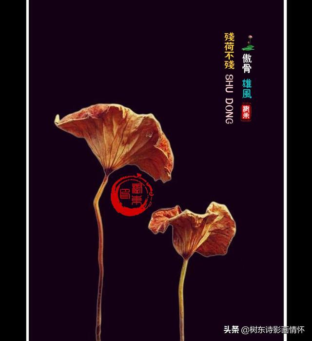 荷花出淤泥而不染