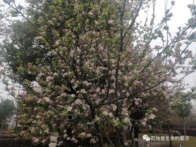 生命是一树一树的花开