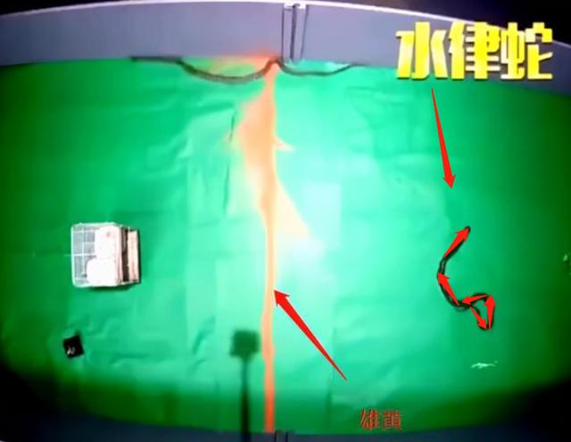 惊险！3米眼镜蛇因太胖，被卡在私家车引擎盖下，撒雄黄有用吗？