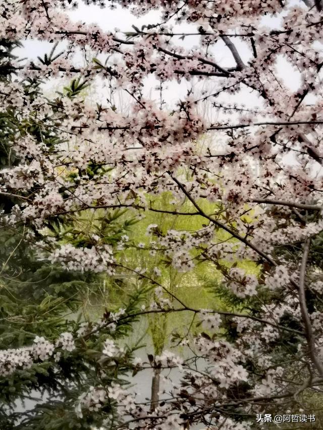 花香习习，垂柳依依，一花一世界，一树一菩提，淡妆浓抹总相宜