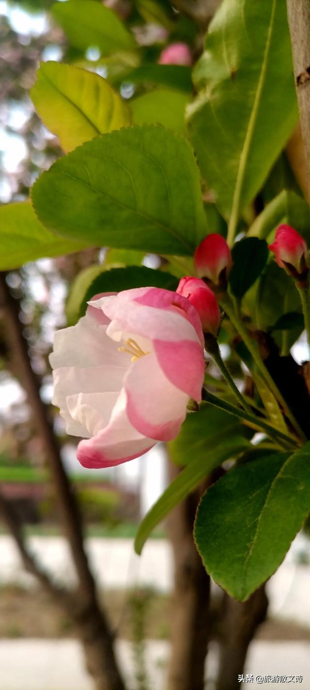 花开杨柳青