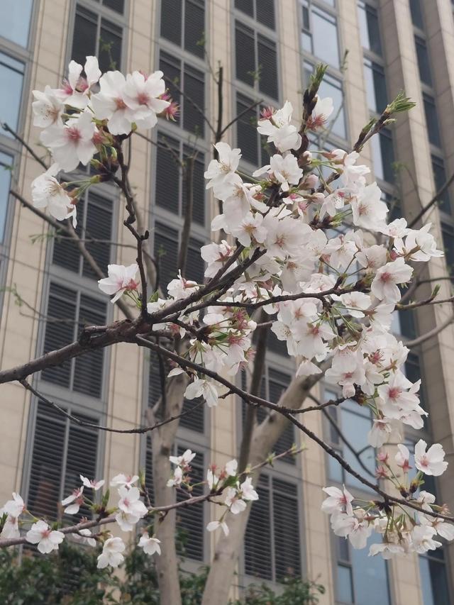正当春花烂漫时