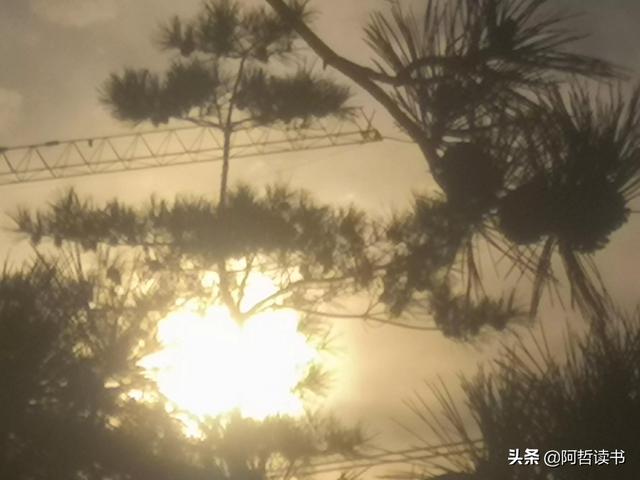 霞光唱晚，落日照松间，夕阳美无限
