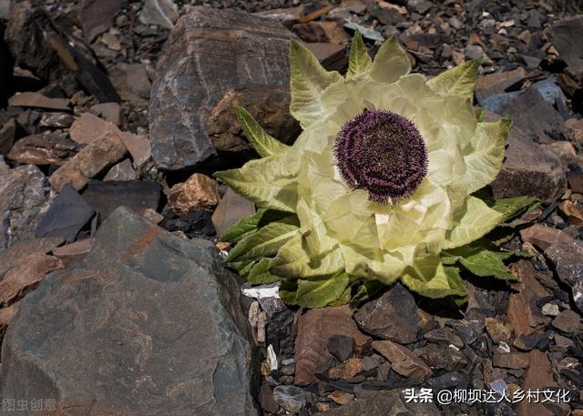 天山雪莲花