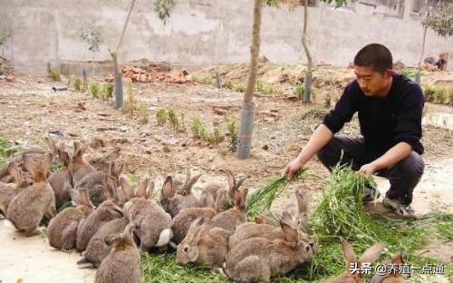 兔养殖业现状如何（适合穷人养殖肉兔创业）