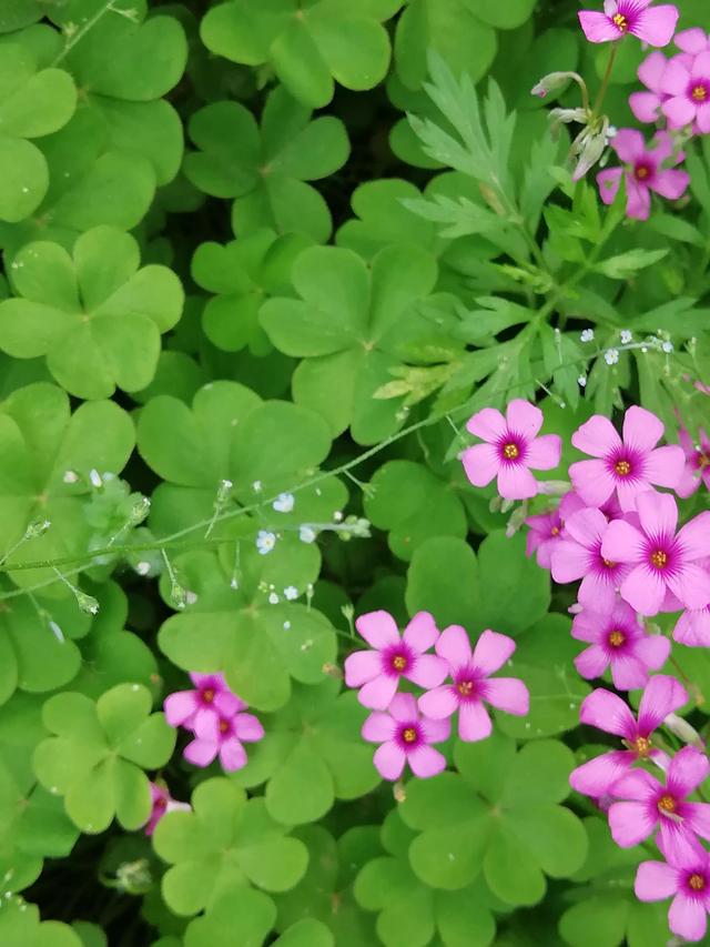 红花酢浆草：有没有觉得世界明亮了一些？