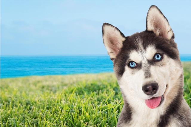 养了个乖女儿的幻觉就是：差点把养边牧的经验，用到了哈士奇身上