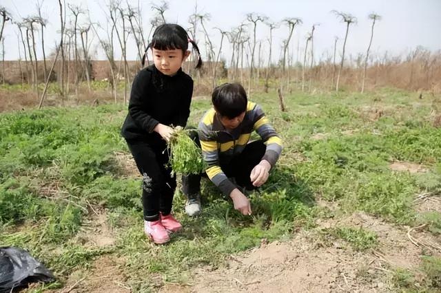 郑州野菜采摘地图出炉！香椿、荠荠菜...挖野菜全攻略，还不赶紧收藏