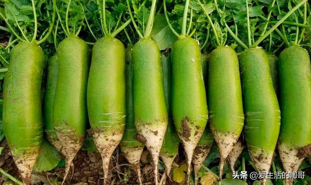 大雪节气，吃3肉，食3菜，喝3水，防3病，身体健康，快乐过冬