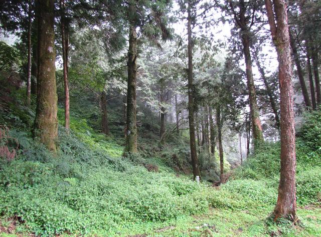 逆袭为百亿富豪的秦荣华，从日本买10000根木头：这本就是中国的