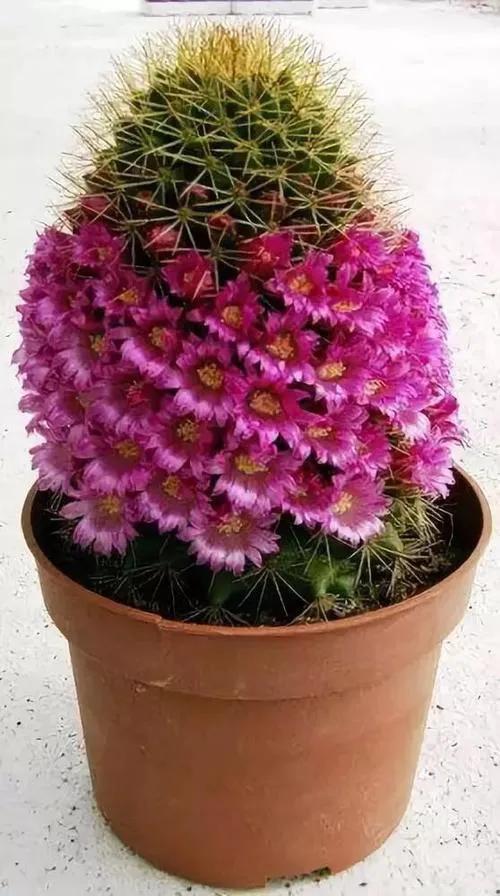 美花欣赏：仙人球开花，美不胜收