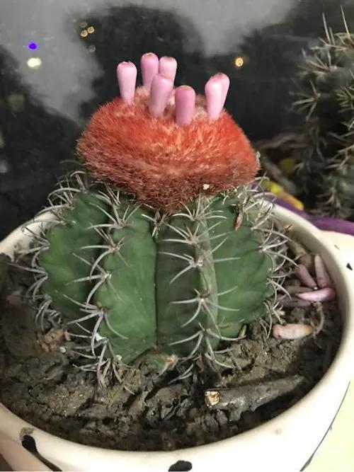 美花欣赏：仙人球开花，美不胜收