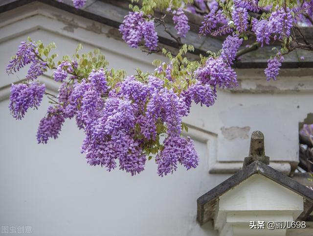 藤花前——独过静心斋
