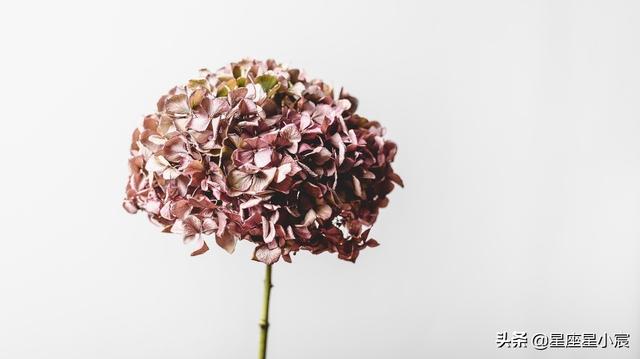 解读星盘(星盘解读)