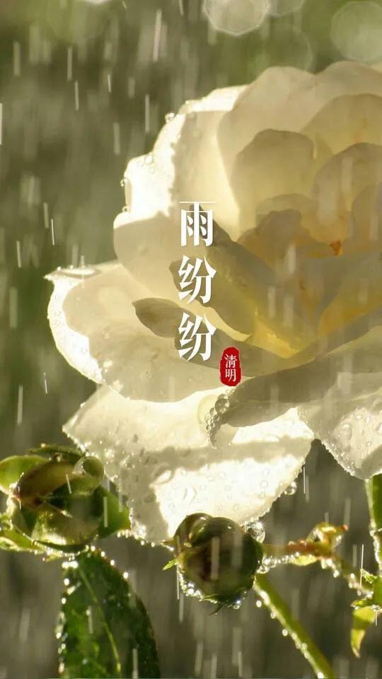 又是一年清明时节，细雨纷纷，思念绵绵