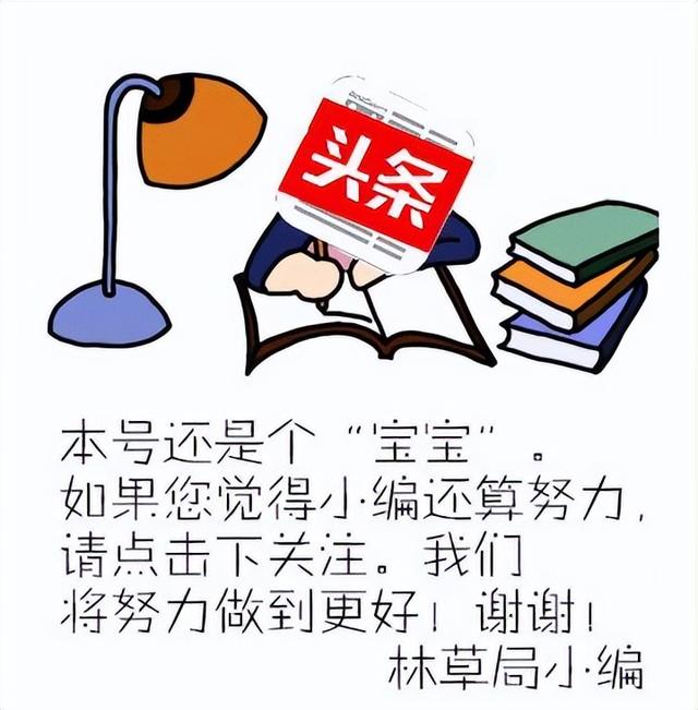 天堂鸟花语